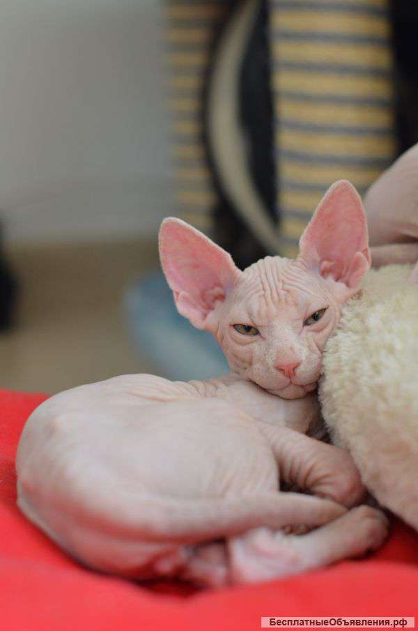 Канадский мальчишка в любящие руки