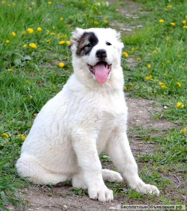 САО щенки