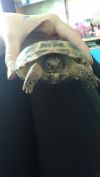 Породам сухопутную черепаху)