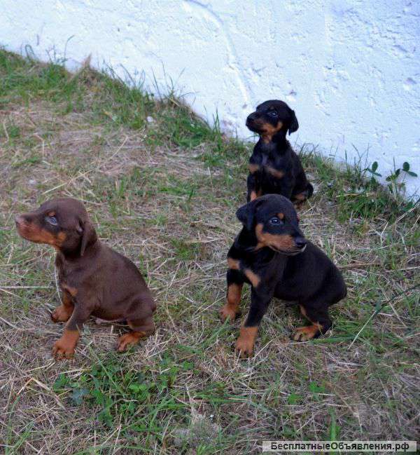 Щенки доберманаа