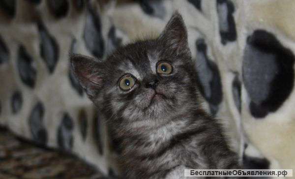 Шотландский котик-скоттиш страйт