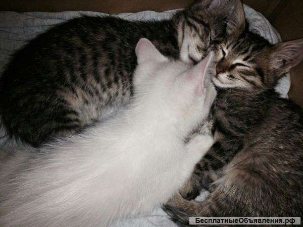 Котодетки с доставкой на дом