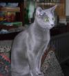 Котенок русской голубой