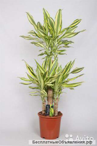 Драцена Фраг Еллоу Коуст карусель