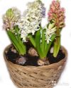 Гиацинт в корзине 7 штук