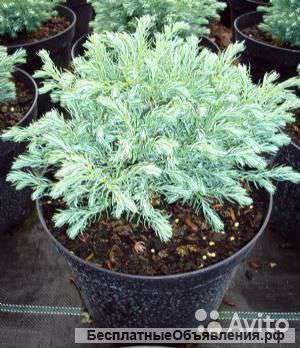 Кипарисовик горохоплодный Бейби Блю