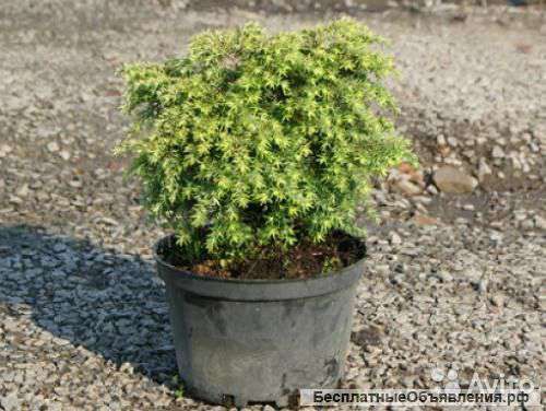 Тсуга канадская Колес Прострате