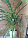Панданус Вейча в горшке