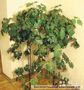 Партеноциссус