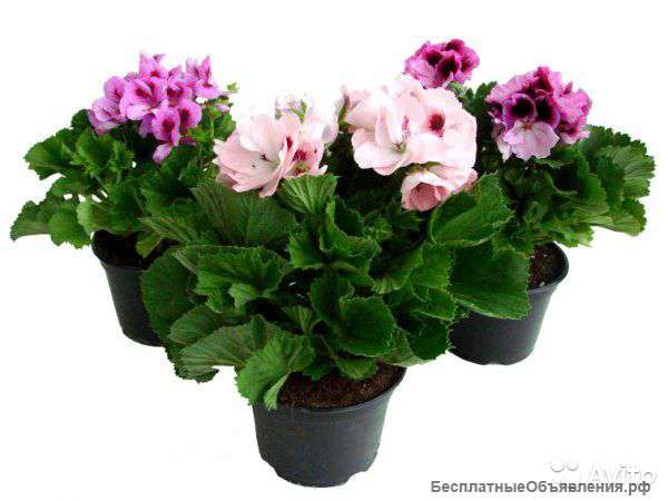 Пеларгония, герань, калачик микс