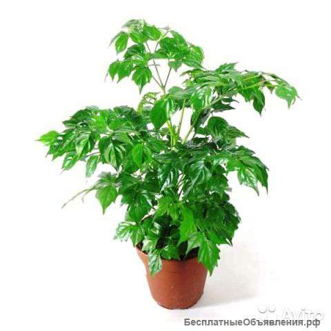 Радермахера