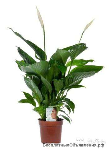 Спатифиллум