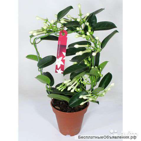 Стефанотис