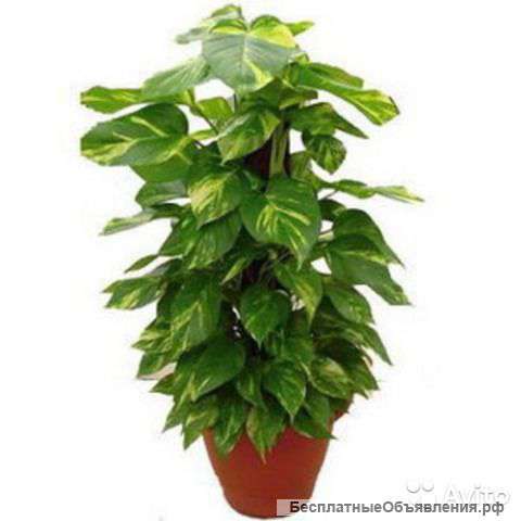 Сциндапсус