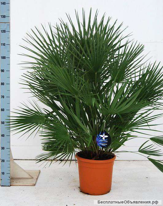 Хамеропс домашняя пальма