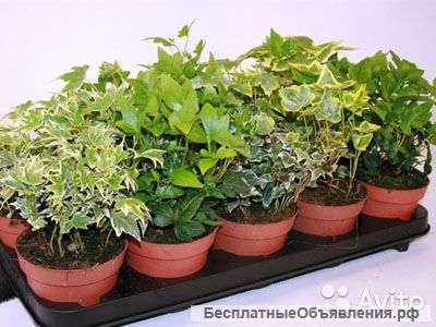 Хедера, плющ, лиана