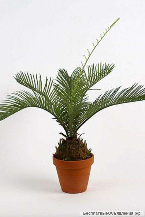Цикас, саговник, саговая пальма