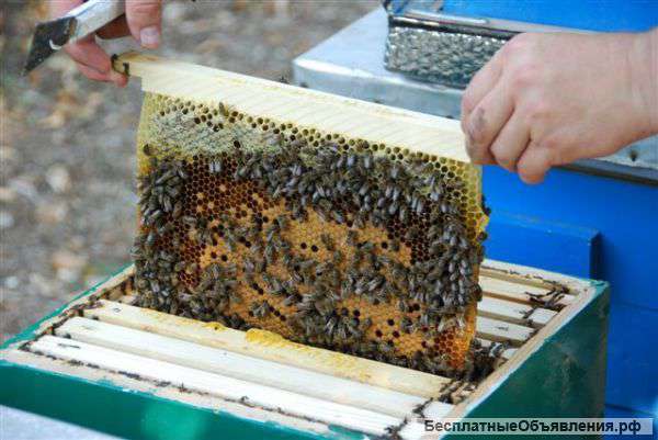 Ульи дадан, рута, альпийские для любых машин