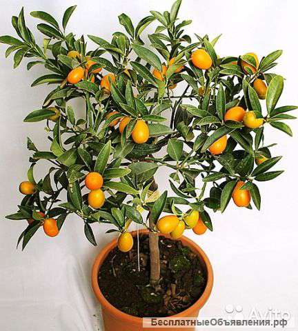 Цитрофортунела Кумкват штамбовая