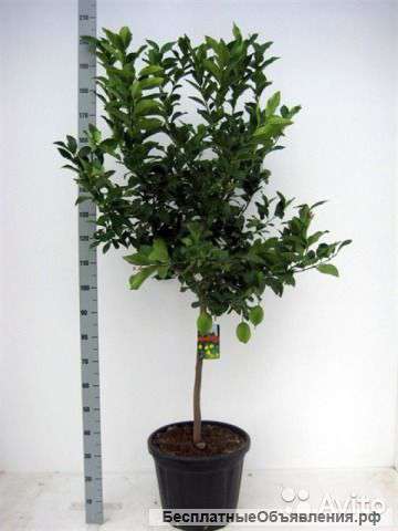 Цитрофортунела Лимон штамбовая