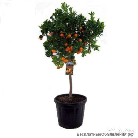 Цитрофортунела Мандарин штамбовая