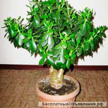 Денежное дерево, высота 55 см
