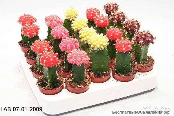 Гимнокалициумкактус