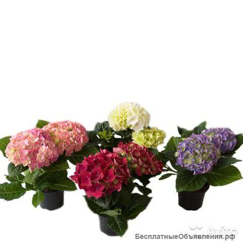 Гортензия или гидрангия