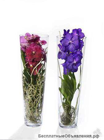 Орхидея Ванда в стеклянной вазе