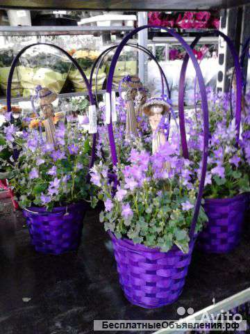 Кампанула с дамой в корзине