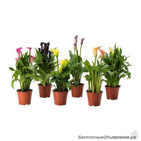 Калла в горшках для дачи, квартиры и офиса