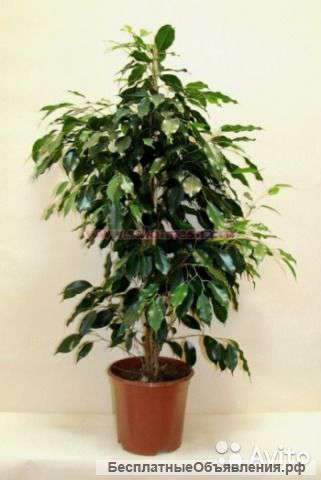 Фикус Бенджамина Даниель бонсай