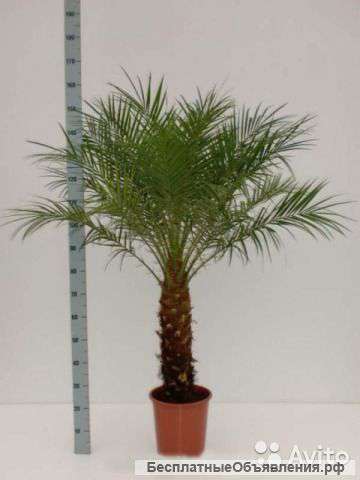 Финик Робелини, пальма