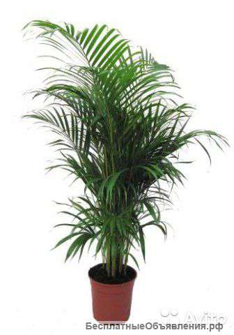 Хризалидокарпус, пальма