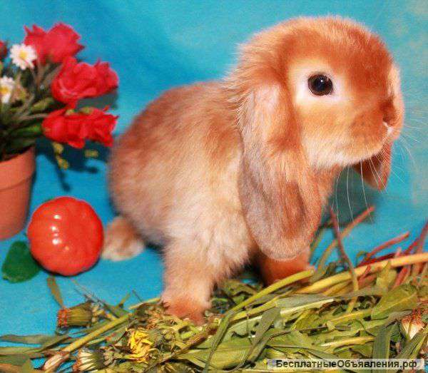Карликовые кролики, лучший подарок для детей