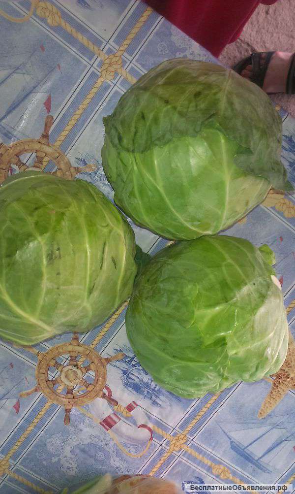 Капуста оптом