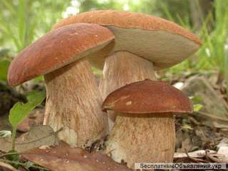 Семена белых грибов - высылаю качественный живой мицелий