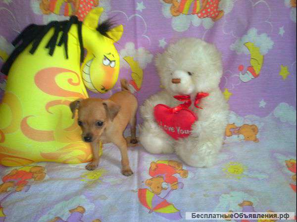 Русский той