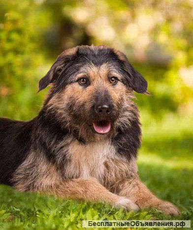 Благородный пес Артоша в добрые руки