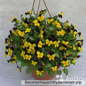 Виола ампельная