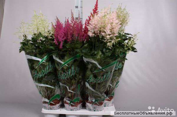 Астильба Микс