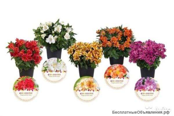 Альстромерия Микс