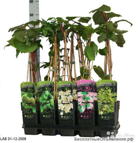 Актинидия микс