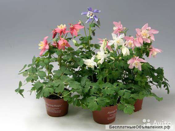 Аквилегия, водосбор микс