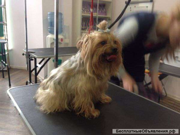 Грумер для вас