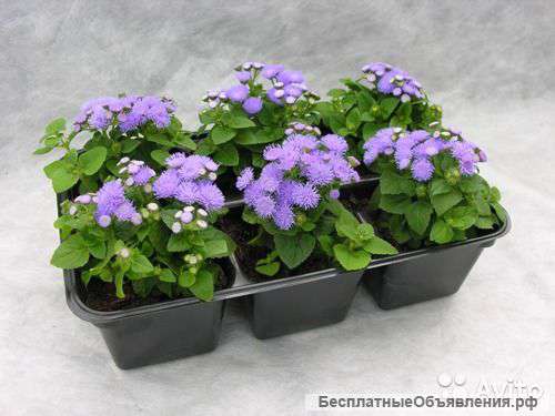 Агератум синий в горшке