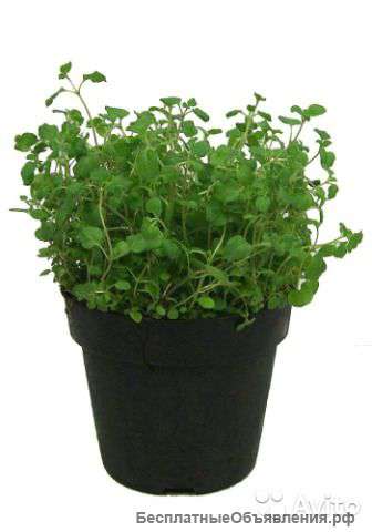 Орегано в горшке