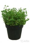 Орегано в горшке