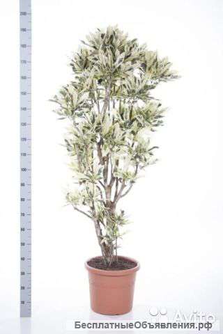 Кодиеум (КРОТОН) Тамара