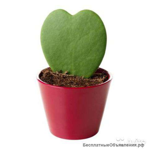 Лист хойи Керри